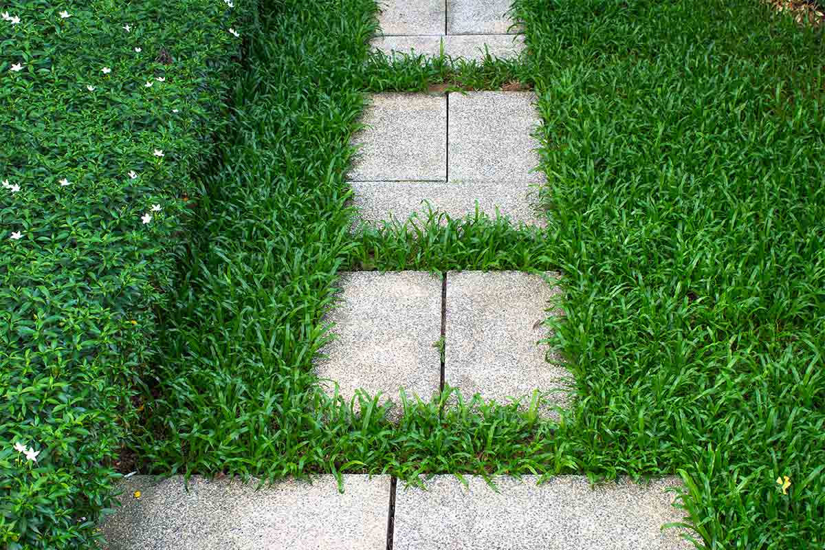 What Are the Best Grass Types for South Florida Lawns? Best Pick Reports